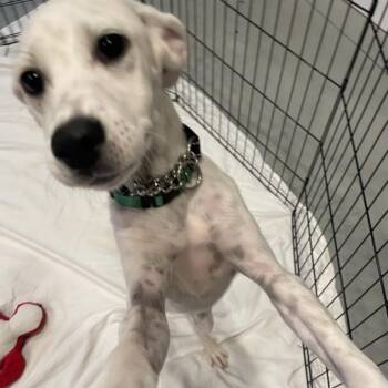 Amanda -  Mixed Breed Dog for Adoption in Bend, Oregon - Amanda | PetCurious