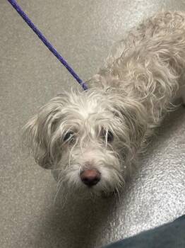 STORM -  Maltese Dog for Adoption in Las Vegas, Nevada - STORM | PetCurious