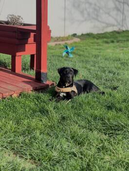 Great Dane and Labrador Retriever Dogs Available for Adoption in Carmel Hamlet, New York - Max | PetCurious