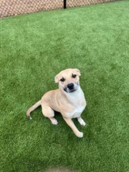 Mixed Breed Dogs Available for Adoption - Mio | PetCurious
