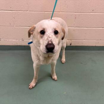 Mixed Breed Dogs Available for Adoption - Paul | PetCurious