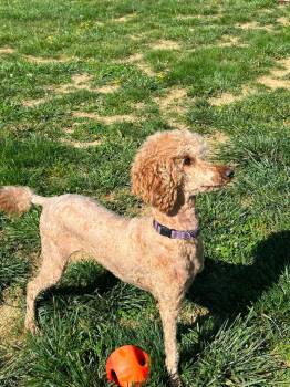 Standard Poodle Dogs Available for Adoption in Sparta, Illinois - Allie | PetCurious