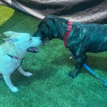 Picasso -  Mastiff Dog for Adoption in Manchester, Pennsylvania - Picasso | PetCurious