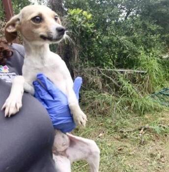A657368 -  Chihuahua and Rat Terrier Dog for Adoption in Houston, Texas - A657368 | PetCurious