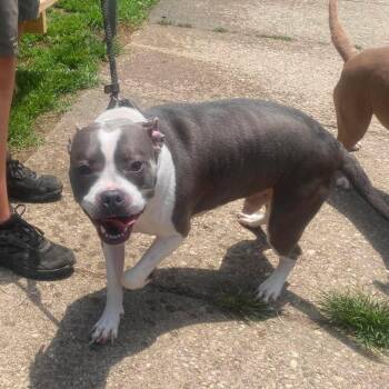 Lil Nas X Stray Hold 7/8 -  Mixed Breed Dog for Adoption in Huntington, West Virginia - Lil Nas X Stray Hold 7/8 | PetCurious