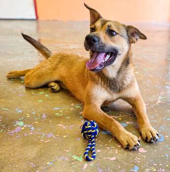 Shepherd Dogs Available for Adoption - Patty | PetCurious