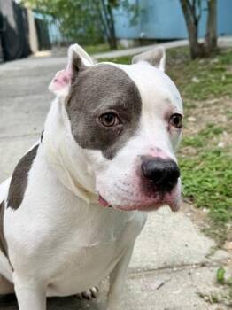 Hermione -  Pit Bull Terrier and Mixed Breed Dog for Adoption in New Orleans, Louisiana - Hermione | PetCurious