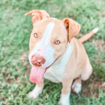 Rescue Pit Bull Terrier Dogs for Adoption in Parrish, Alabama - Arwen | PetCurious