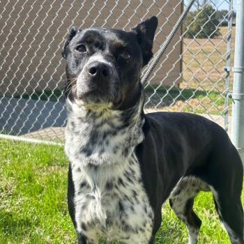 Cattle Dog and Mixed Breed Dogs Available for Adoption - Boba | PetCurious