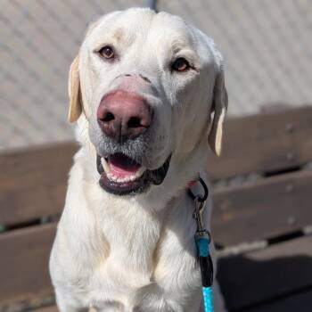 Mixed Breed and Labrador Retriever Dogs Available for Adoption in West Olive, Michigan - Butters | PetCurious