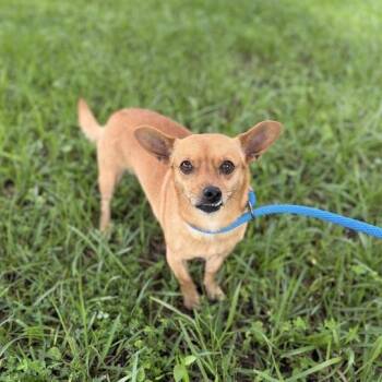 Chihuahua and Terrier Dogs Available for Adoption in Carencro, Louisiana - Mood Ring | PetCurious
