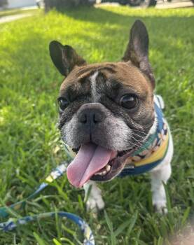 Penelope -  French Bulldog Dog for Adoption in Lutz, Florida - Penelope | PetCurious