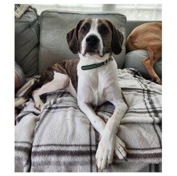 Doc (courtesy post) -  Hound Dog for Adoption in Clarksville, Virginia - Doc (courtesy Post) | PetCurious