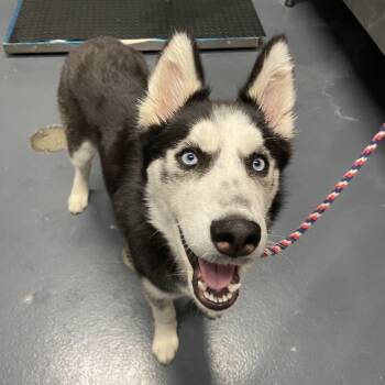 Siberian Husky Dogs Available for Adoption in Allentown, Pennsylvania - Cielo | PetCurious