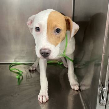 Rescue Pit Bull Terrier Dogs for Adoption in Saint Joseph, Missouri - Raelynn | PetCurious