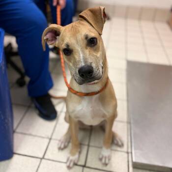 Jefferson -  Mixed Breed Dog for Adoption in Charleston, West Virginia - Jefferson | PetCurious