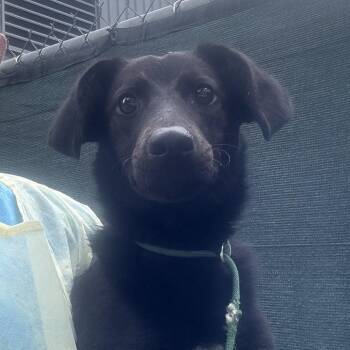 Zelda -  Mixed Breed Dog for Adoption - Zelda | PetCurious