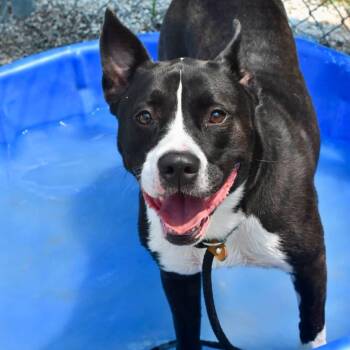 PALOMA -  Pit Bull Terrier Dog for Adoption in Bowling Green, Ohio - PALOMA | PetCurious