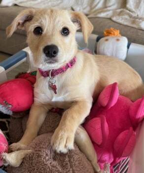Rose -  Terrier and Mixed Breed Dog for Adoption in Coachella, California - Rose | PetCurious