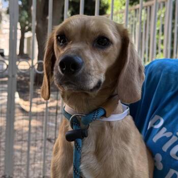 Dumpling - Chino Hills Location -  Beagle and Dachshund Dog for Adoption in Chino Hills, California - Dumpling - Chino Hills Location | PetCurious