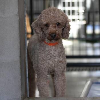 Chuck (OT26-33) -  Miniature Poodle Dog for Adoption in Peyton, Colorado - Chuck (OT26-33) | PetCurious