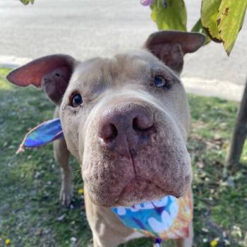 Rescue Pit Bull Terrier Dogs for Adoption in Los Angeles, California - Baloney | PetCurious