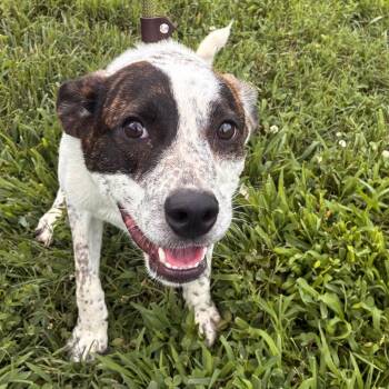 Bubba -  Mountain Cur and Australian Cattle Dog Blue Heeler Dog for Adoption in Franklin, Tennessee - Bubba | PetCurious