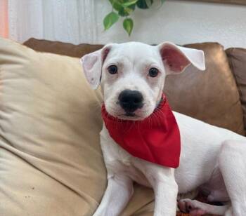 Boxer and Pit Bull Terrier Dogs Available for Adoption in Friendswood, Texas - Riley Sweets | PetCurious