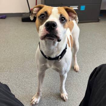 Rescue Mixed Breed Dogs for Adoption in Pittsburgh, Pennsylvania - Tia | PetCurious