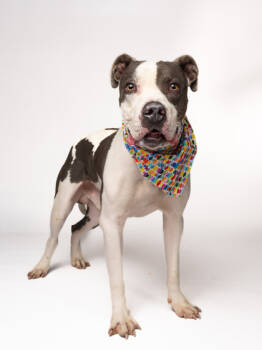 Rescue Mixed Breed Dogs for Adoption in Atlanta, Georgia - Scooter | PetCurious