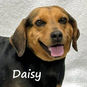 Daisy -  Beagle Dog for Adoption in Aurora, Nebraska - Daisy | PetCurious
