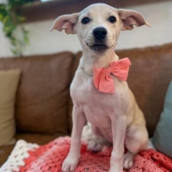 Sugar White -  Labrador Retriever and American Bully Dog for Adoption in Friendswood, Texas - Sugar White | PetCurious