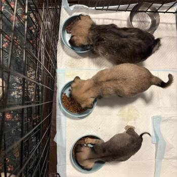 Pug Dogs Available for Adoption - Luke - *Available 2/28* Costa Mesa Location | PetCurious