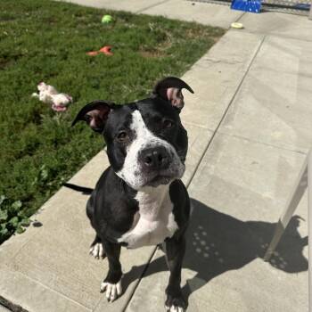 Nyla -  Staffordshire Bull Terrier Dog for Adoption in Branford, Connecticut - Nyla | PetCurious