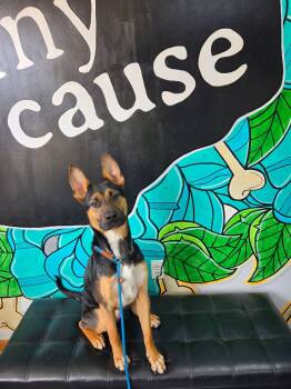 BELLTHAZAR -  Shepherd Dog for Adoption in Vandergrift, Pennsylvania - BELLTHAZAR | PetCurious