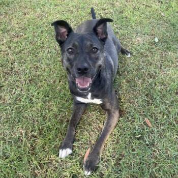 Rescue Pit Bull Terrier and German Shepherd Dog Dogs for Adoption in Irvine, California - HERSHEY | PetCurious