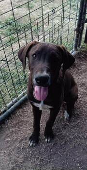 Cogsworth -  Labrador Retriever and German Shorthaired Pointer Dog for Adoption in Blairstown, New Jersey - Cogsworth | PetCurious