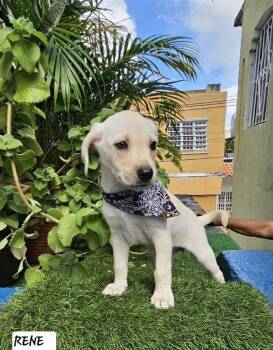 Mixed Breed Dogs Available for Adoption - Rene | PetCurious