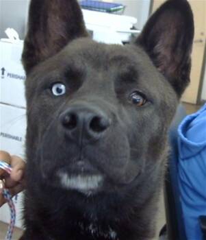 ENRIQUE -  Mixed Breed Dog for Adoption in Dallas, Texas - ENRIQUE | PetCurious