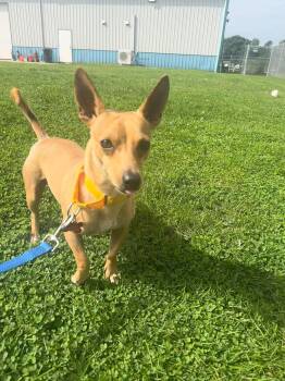 Rocko -  Chihuahua Dog for Adoption in Valparaiso, Indiana - Rocko | PetCurious