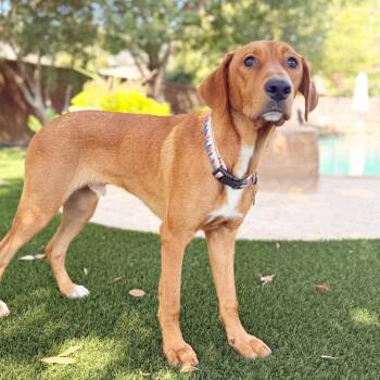 Rhodie -  Redbone Coonhound and Mixed Breed Dog for Adoption in Lewisville, Texas - Rhodie | PetCurious