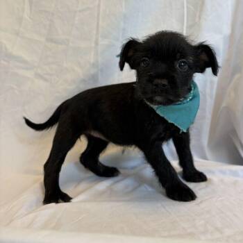 Amy -  Mixed Breed Dog for Adoption in Canal Winchester, Ohio - Amy | PetCurious
