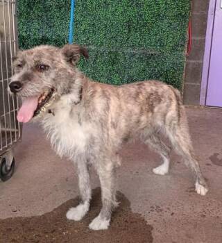 61724940 -  Schnauzer and Mixed Breed Dog for Adoption in El Paso, Texas - 61724940 | PetCurious