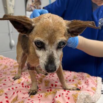 Bree -  Mixed Breed Dog for Adoption in Greenville, South Carolina - Bree | PetCurious