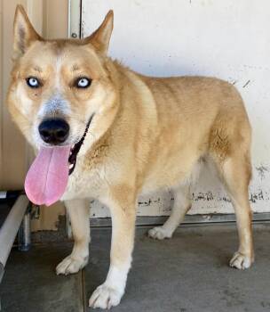 Rescue Husky and Labrador Retriever Dogs for Adoption in Joshua Tree, California - CHAPS | PetCurious