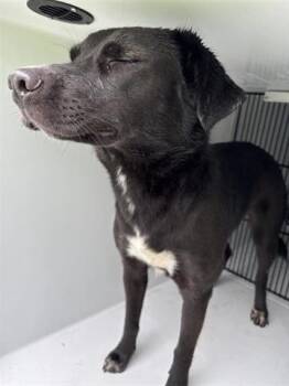 Labrador Retriever Dogs Available for Adoption in Houston, Texas - A654751 | PetCurious