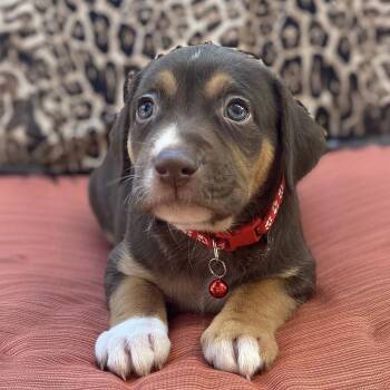 Shepherd and Hound Dogs Available for Adoption in San Diego, California - Africa Pup - Ghana | PetCurious