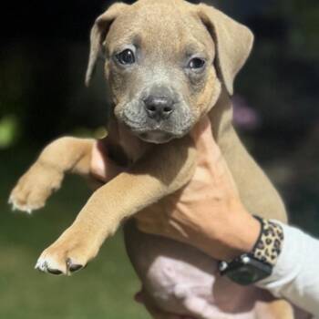 AK1131 Champ -  American Bully Dog for Adoption in Port Washington, New York - AK1131 Champ | PetCurious