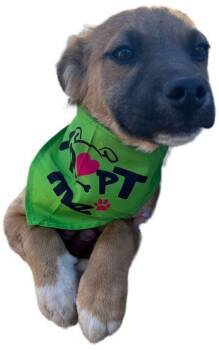 Chihuahua and Pit Bull Terrier Dogs Available for Adoption - Harry | PetCurious