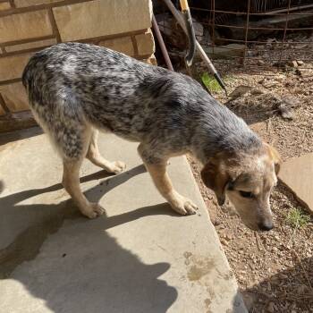 Rescue Australian Cattle Dog Blue Heeler Dogs for Adoption in Stilwell, Oklahoma - Kaye | PetCurious